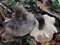 Szenes galambgomba (Russula nigricans), Somogy
